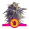 Sundae Driver 3kpl