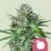 Tangie 3kpl