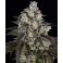 Trainwreck 3kpl