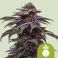 Tropicana Cookies Purple Auto 3kpl UUTUUS 2024