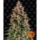 Watermelon Zkittlez Auto 3kpl