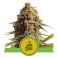 Wedding Cake Auto 5kpl
